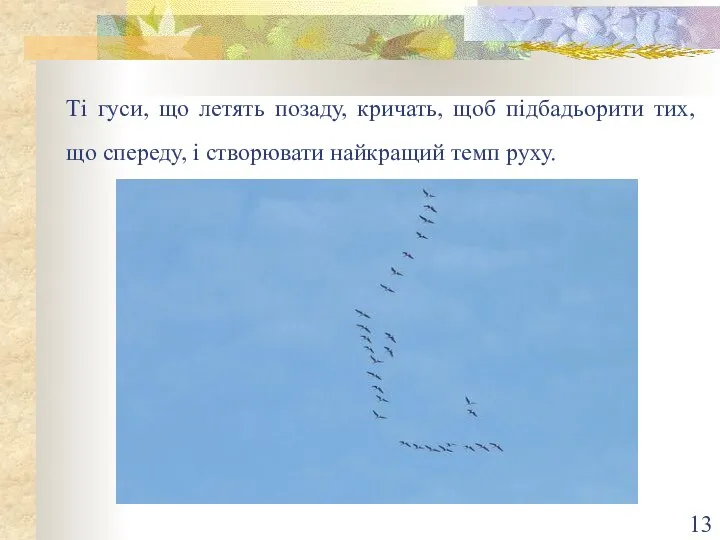 Ті гуси, що летять позаду, кричать, щоб підбадьорити тих, що спереду, і створювати найкращий темп руху.