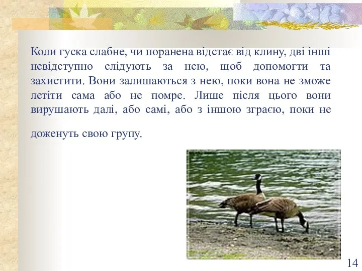 Коли гуска слабне, чи поранена відстає від клину, дві інші невідступно слідують