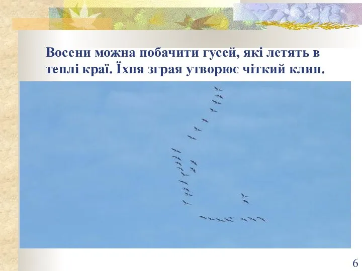 Восени можна побачити гусей, які летять в теплі краї. Їхня зграя утворює чіткий клин.