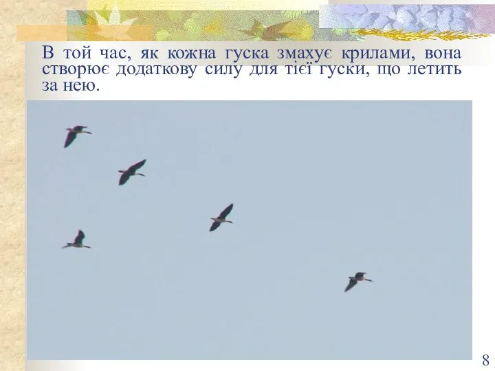 В той час, як кожна гуска змахує крилами, вона створює додаткову силу