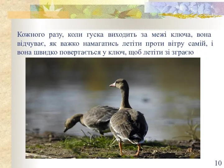 Кожного разу, коли гуска виходить за межі ключа, вона відчуває, як важко