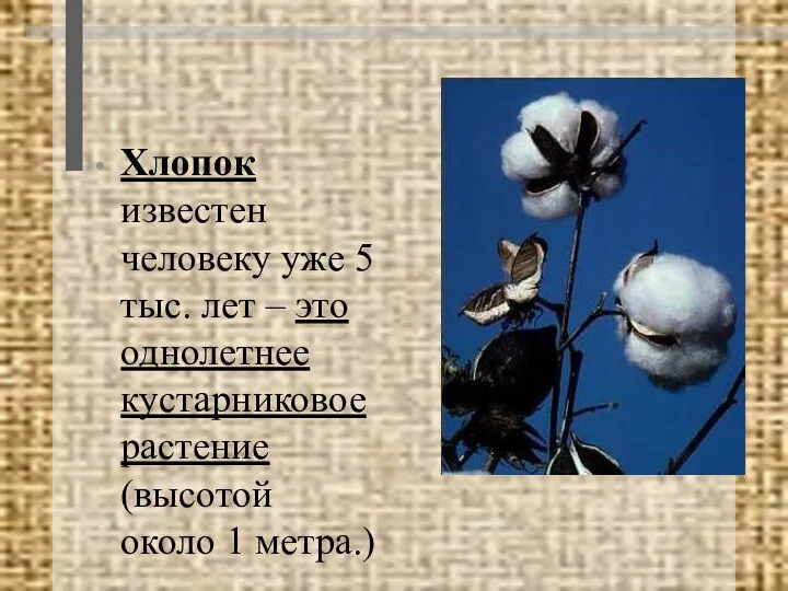 Хлопок известен человеку уже 5 тыс. лет – это однолетнее кустарниковое растение (высотой около 1 метра.)