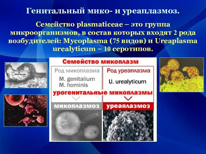 Генитальный мико- и уреаплазмоз. Семейство plasmaticeae – это группа микроорганизмов, в состав