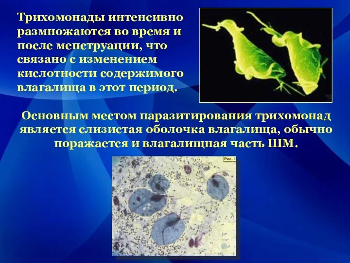 Трихомонады интенсивно размножаются во время и после менструации, что связано с изменением