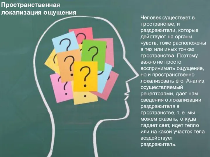 Пространственная локализация ощущения Человек существует в пространстве, и раздражители, которые действуют на