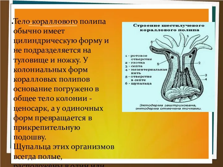 Тело кораллового полипа обычно имеет цилиндрическую форму и не подразделяется на туловище