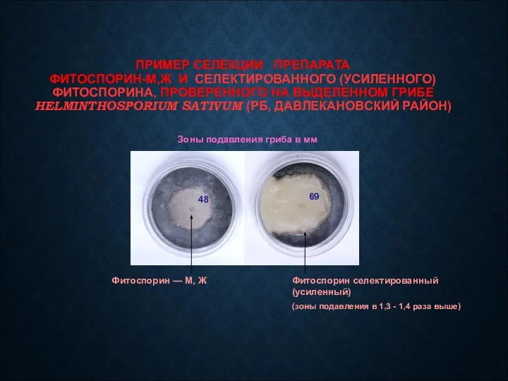 Фитоспорин — М, Ж Фитоспорин селектированный (усиленный) ПРИМЕР СЕЛЕКЦИИ ПРЕПАРАТА ФИТОСПОРИН-М,Ж И