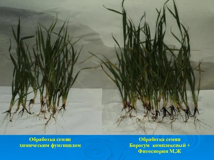 Обработка семян химическим фунгицидом Обработка семян Борогум комплексный + Фитоспорин М,Ж