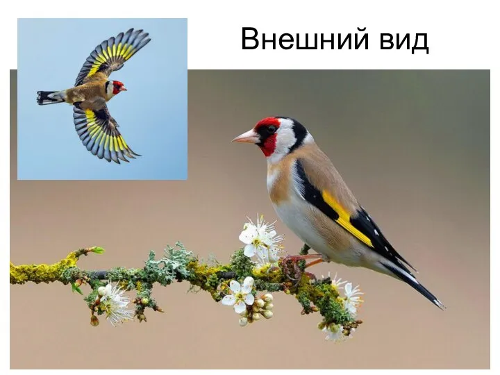 Внешний вид