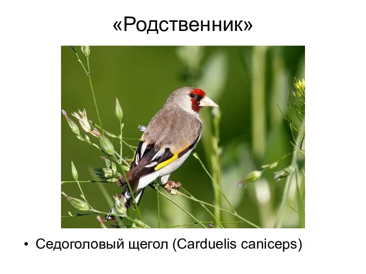 «Родственник» Седоголовый щегол (Carduelis caniceps)