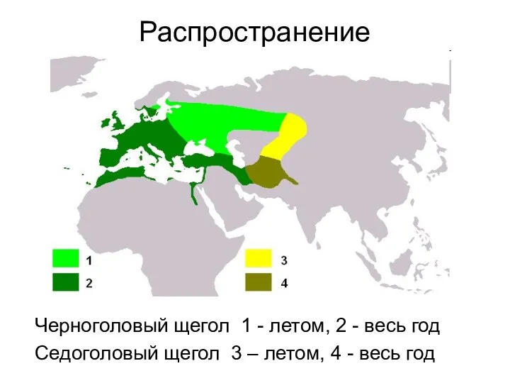 Распространение Черноголовый щегол 1 - летом, 2 - весь год Седоголовый щегол