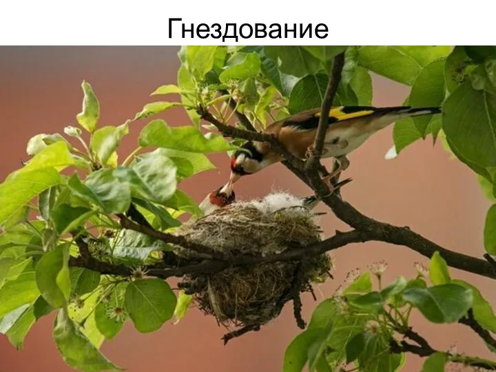 Гнездование