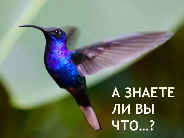 А ЗНАЕТЕ ЛИ ВЫ ЧТО…?