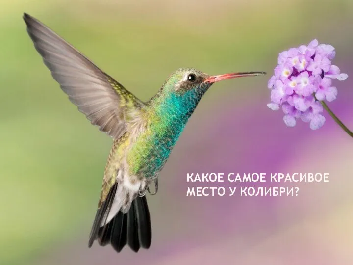 КАКОЕ САМОЕ КРАСИВОЕ МЕСТО У КОЛИБРИ?