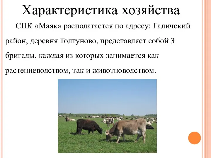 СПК «Маяк» располагается по адресу: Галичский район, деревня Толтуново, представляет собой 3