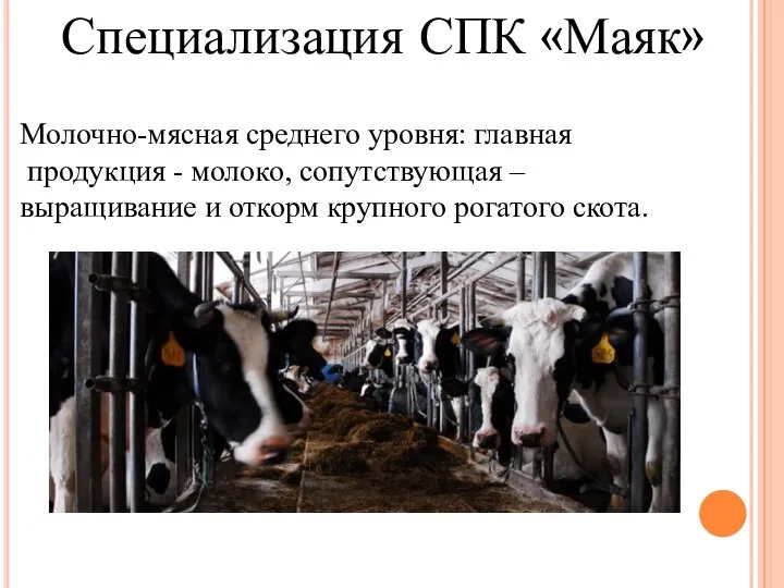 Специализация СПК «Маяк» Молочно-мясная среднего уровня: главная продукция - молоко, сопутствующая –