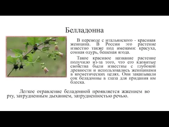 Белладонна В переводе с итальянского - красивая женщина. В России это растение