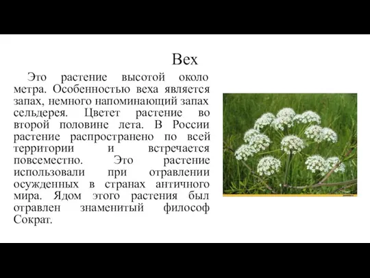 Вех Это растение высотой около метра. Особенностью веха является запах, немного напоминающий