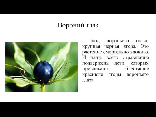 Вороний глаз Плод вороньего глаза-крупная черная ягода. Это растение смертельно ядовито. И