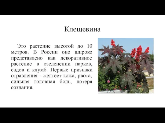 Клещевина Это растение высотой до 10 метров. В России оно широко представлено