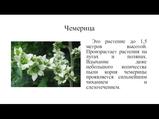 Чемерица Это растение до 1,5 метров высотой. Произрастает растения на лугах и