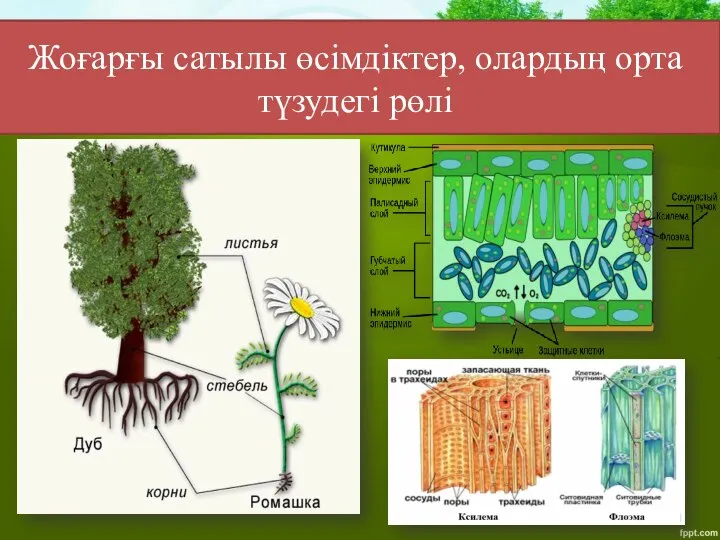 Жоғарғы сатылы өсімдіктер, олардың орта түзудегі рөлі