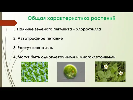 Общая характеристика растений Наличие зеленого пигмента – хлорофилла 2. Автотрофное питание 3.