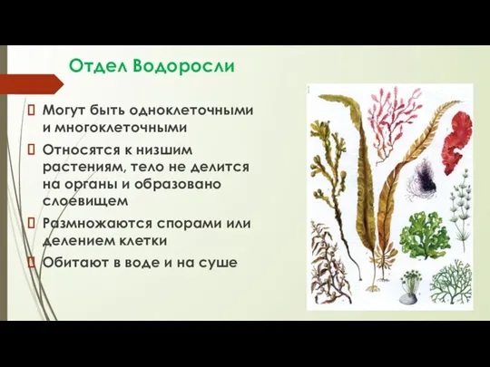 Отдел Водоросли Могут быть одноклеточными и многоклеточными Относятся к низшим растениям, тело