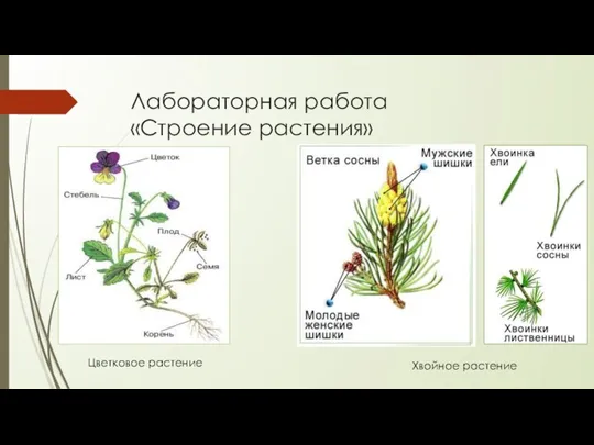 Лабораторная работа «Строение растения» Цветковое растение Хвойное растение
