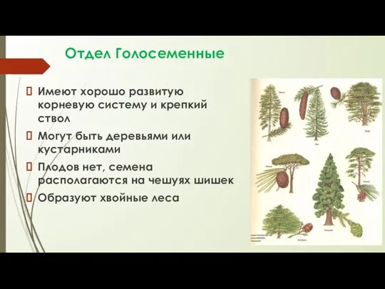 Отдел Голосеменные Имеют хорошо развитую корневую систему и крепкий ствол Могут быть