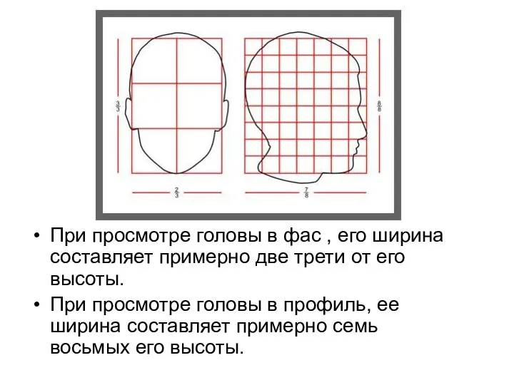 При просмотре головы в фас , его ширина составляет примерно две трети