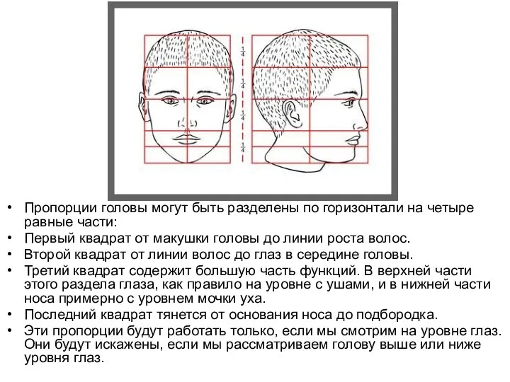 Пропорции головы могут быть разделены по горизонтали на четыре равные части: Первый