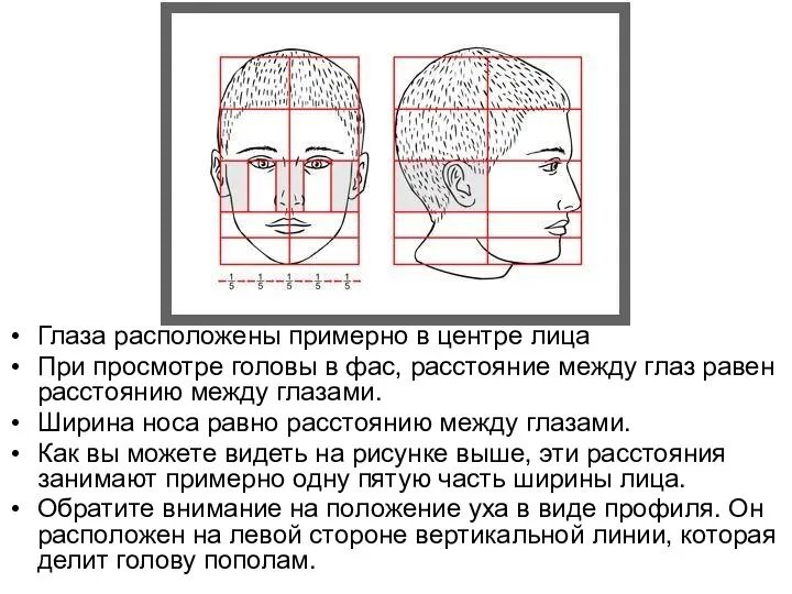 Глаза расположены примерно в центре лица При просмотре головы в фас, расстояние