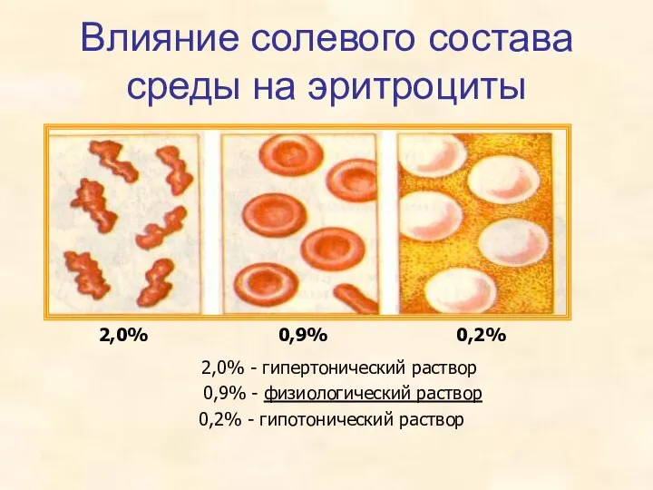 Влияние солевого состава среды на эритроциты 2,0% 0,9% 0,2% 2,0% - гипертонический