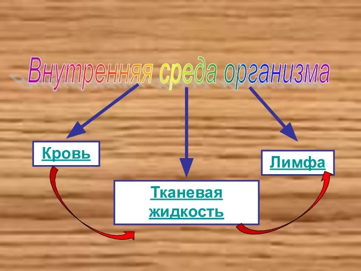 Внутренняя среда организма Кровь Тканевая жидкость Лимфа