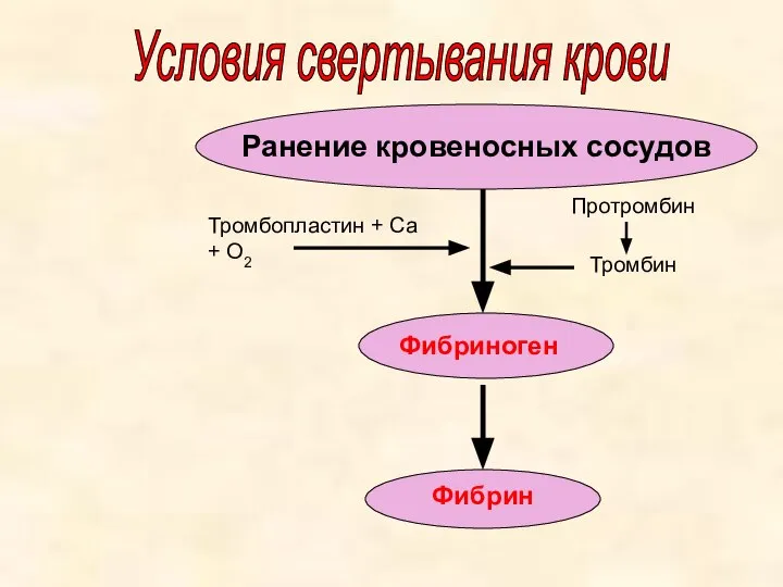 Условия свертывания крови Ранение кровеносных сосудов Фибрин Фибриноген Тромбопластин + Са + О2 Протромбин Тромбин