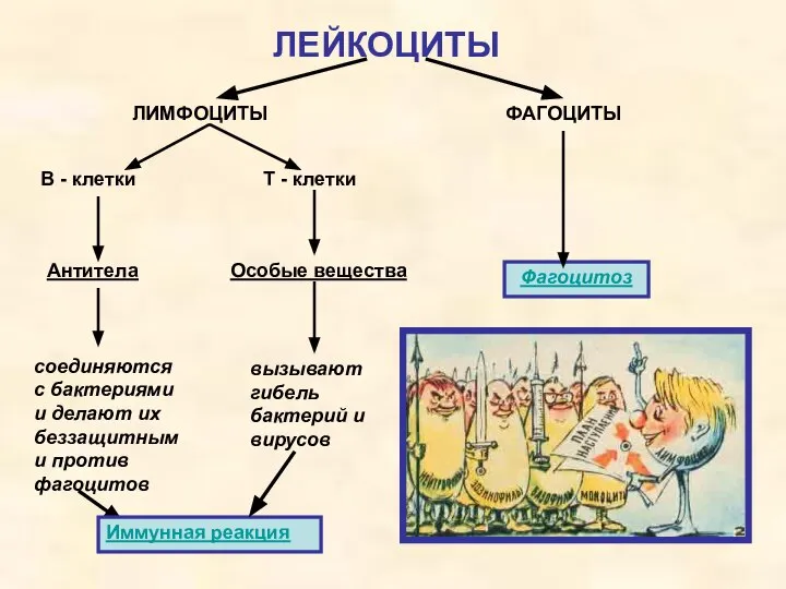 ЛЕЙКОЦИТЫ ЛИМФОЦИТЫ ФАГОЦИТЫ В - клетки Т - клетки Антитела Особые вещества