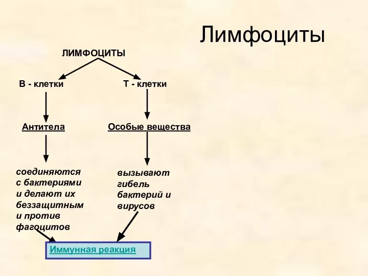 Лимфоциты ЛИМФОЦИТЫ В - клетки Т - клетки Антитела вызывают гибель бактерий