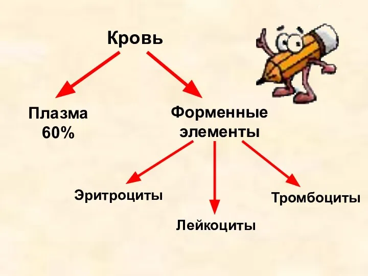 Кровь Плазма 60% Форменные элементы Эритроциты Лейкоциты Тромбоциты