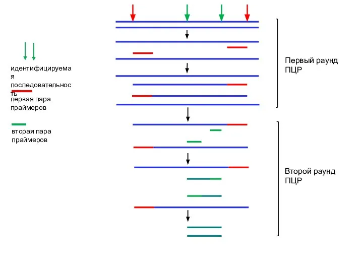 идентифицируемая последовательность первая пара праймеров вторая пара праймеров Первый раунд ПЦР Второй раунд ПЦР