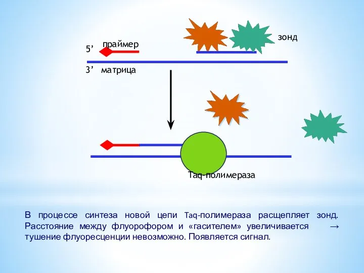 5’ 3’ Taq-полимераза праймер матрица зонд В процессе синтеза новой цепи Taq-полимераза