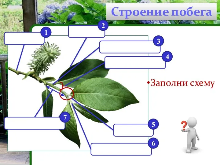 Строение побега 1 2 3 4 5 6 7 Заполни схему