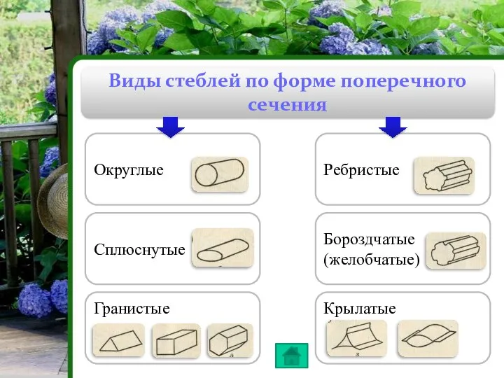 Виды стеблей по форме поперечного сечения Округлые Ребристые Сплюснутые Гранистые Бороздчатые (желобчатые) Крылатые