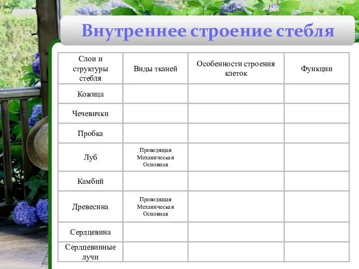 Внутреннее строение стебля Кожица Чечевички Пробка Луб Камбий Древесина Сердцевина Сердцевинные лучи