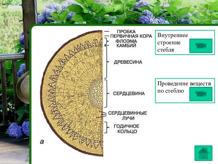 Проведение веществ по стеблю Внутреннее строение стебля