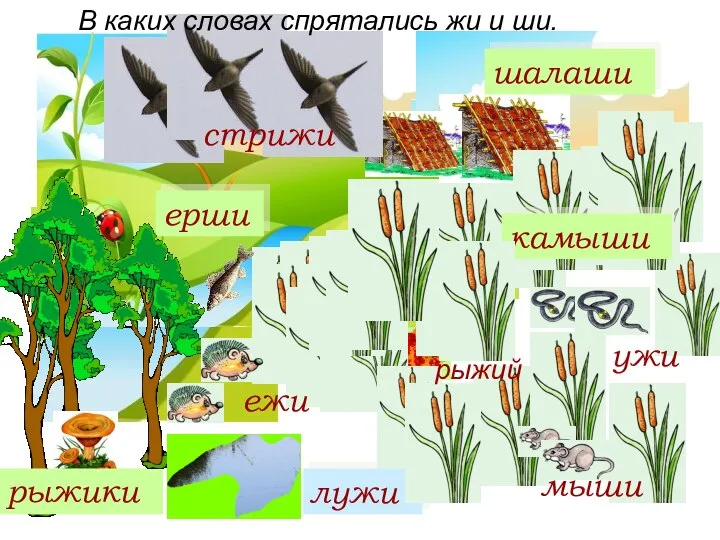 ерши шалаши камыши лужи стрижи ужи рыжики мыши ежи В каких словах