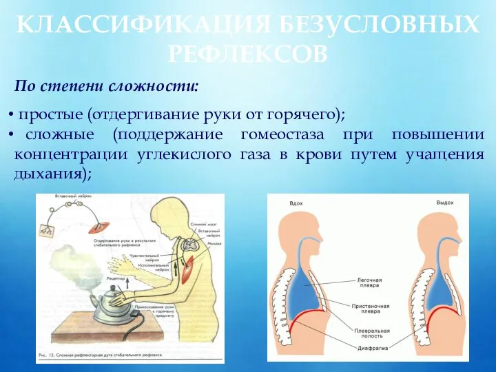 КЛАССИФИКАЦИЯ БЕЗУСЛОВНЫХ РЕФЛЕКСОВ По степени сложности: простые (отдергивание руки от горячего); сложные