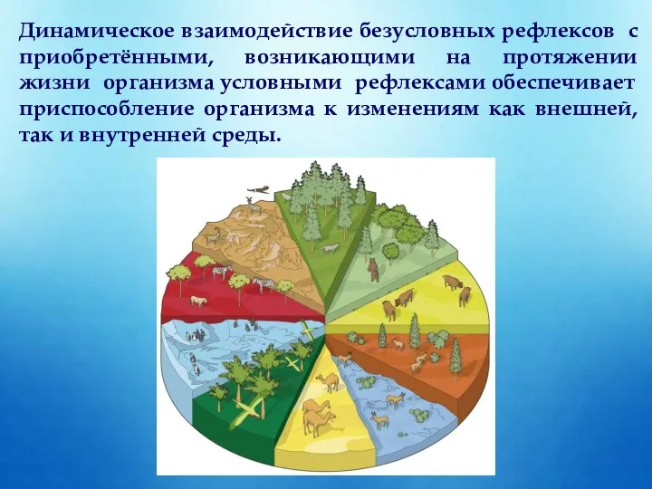 Динамическое взаимодействие безусловных рефлексов с приобретёнными, возникающими на протяжении жизни организма условными