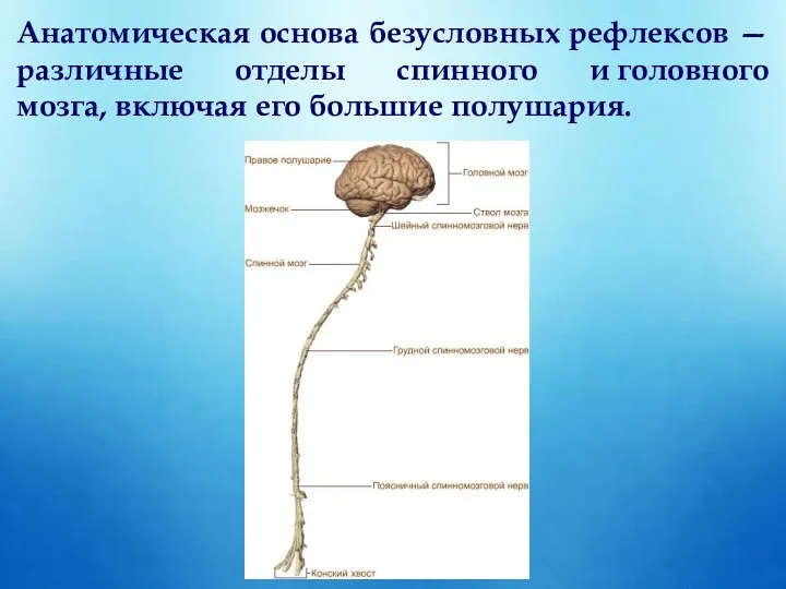 Анатомическая основа безусловных рефлексов — различные отделы спинного и головного мозга, включая его большие полушария.
