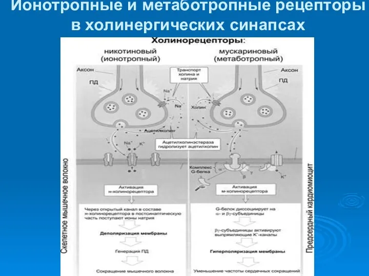 Ионотропные и метаботропные рецепторы в холинергических синапсах